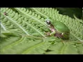 What Happens If a Frog Pees on You Debunking Myths and Facts