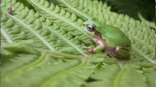 What Happens If a Frog Pees on You Debunking Myths and Facts