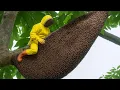 Download Lagu Dangerous Honey Hunting  Nail Climbing a Giant Tree in a Jungle Rainstorm