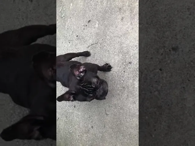 動画