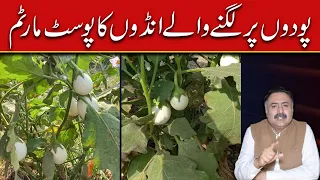 Egg Tree Real or Fake Plant Tree Growing Real Eggs