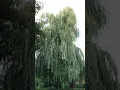 Download Lagu Amazing Weeping Willow Tree (Salix babylonica)