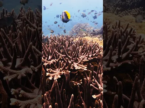 Why we are bringing back structural complexity #rewilding #coralreef