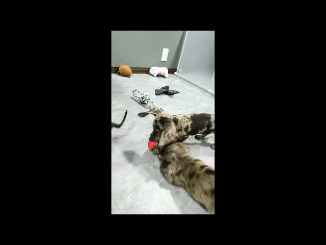 動画