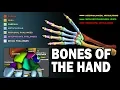BONES OF THE HAND LEARN IN 2 5 MINUTES