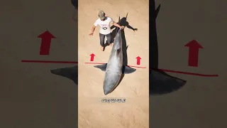 لا تفعل هذا مع القرش الطريقة الصحيحة لإنقاذه دون أن تتعرض للأذى 