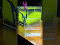 Download Lagu How to drip acclimate shrimp in your aquarium