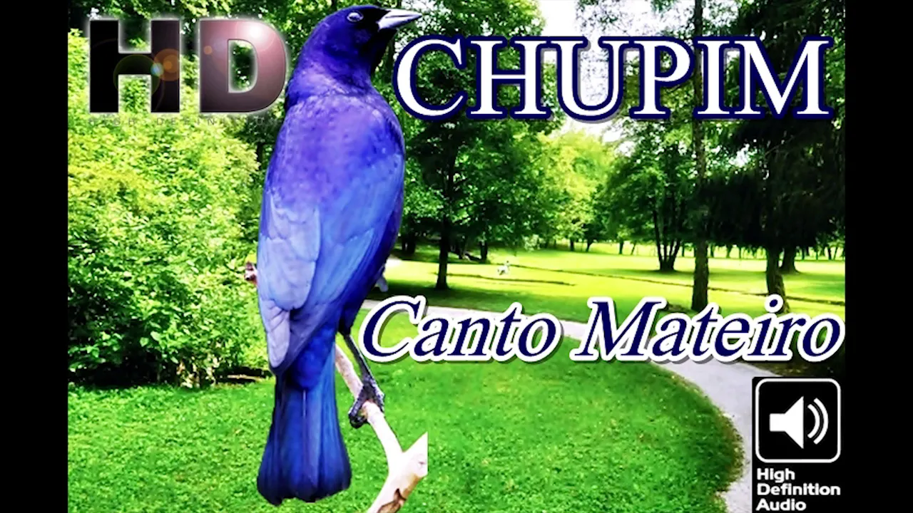 Chupim Canto Clássico Mateiro para muda encarte e treino