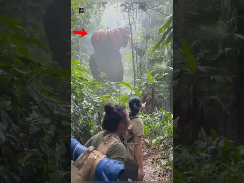 Most Dangerous Animals of the Amazon Jungle 😱
