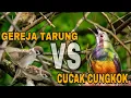 Lagu Masteran Cucak Cungkok Vs Gereja Tarung Jernih