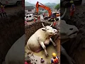 Download Lagu #cow #animals #bull #funny #cartoon #music #instrumental #ringtone #beats #love