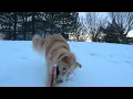 Epic Dog Jump Through Snow!