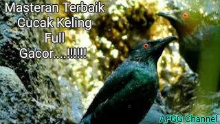 masteran cucak keling full tembakan kasar masteranburung cucakkelinggacor fypyoutube fyp 