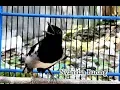 Download Lagu KACER ANDA DIJAMIN LANGSUNG NYAUT DAN NARUNG SAAT DENGAR SUARA KACER INI ,, BUKTIKAN ...