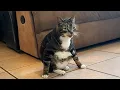Download Lagu When your cat forgets it's a cat 😂…Funny Cat Videos 2025