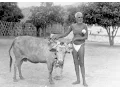 Download Lagu Sri Ramana Maharshi and the great devotee Lakshmi the Cow (Must See)