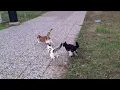 Dozens of Male Cats go after the Heat Female Cat