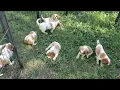 https marketplace akc royaldesertcavaliers