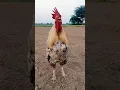 Download Lagu ayam berkokok #chicken #suara #rooster