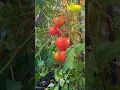Download Lagu They are so good ❤️ #shots #americanmalayalee #garden #tomatoes