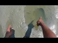 Download Lagu Nemu lubang kenikmatan ada ikan gabus ikan nila dan ikan betok nya di tambak habis di panen