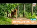 Hypoallergenic Dogs 20 Cutest Dogs For Families With Allergies