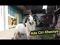 Download Lagu Domba Kasep Ada Tompelan 