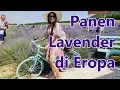 Download Lagu Panen Bunga Lavender di Hongaria