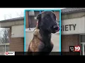 Stark County Sheriff s Office recovers dog that was allegedly stolen from humane society