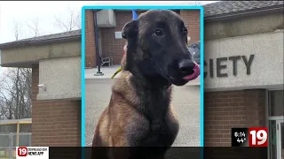 Stark County Sheriff s Office recovers dog that was allegedly stolen from humane society