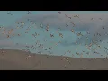 From Dust to Ducks - Fragile Hope for Klamath