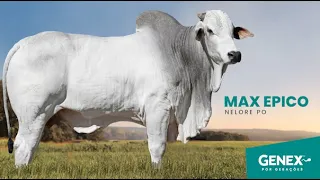 MAX EPICO - TOURO NELORE PO