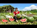 TIMELAPSE -- Harvesting 100Kg Giant Forest Watermelon \u0026 New Hybrid Watermelon Variety Discovered