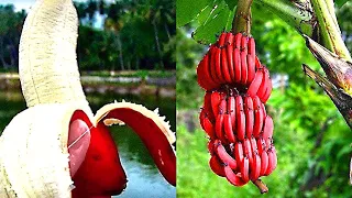 10 انواع غريبة من الفاكهة والخضروات تراها لاول مرة فى حياتك 