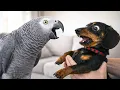 Talking Parrots vs Dogs Funniest Reactions Ever