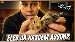 COELHO X PORQUINHO-DA-ÍNDIA: OLHA A DIFERENÇA!! | A CASA DOS BICHOS