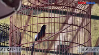 aksi tajam samurai di kls murai batu utama jbc ft dengling bf