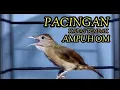 Download Lagu PANCINGAN KAPAS TEMBAK BAHAN #2 MUDAH RESPON IKUT BUNYI