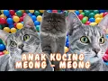 kucing lucu - KUCING PERSIA PUTIH KUCING PERSIA LUCU #kucinglucu #cat #catlover #kucing