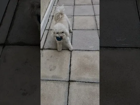 #yosoydelos7mil #humor #memes #cooper #meme #greenscreen #funny #tiktok #adoreble #perros #dog #pets