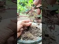Saya suka dengan karakternya bahan Putri Malu/ Mimosa Pudica calon OTR #hobibonsai #bonsailokal