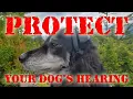 Protect your dog s hearing with Mutt Muffs