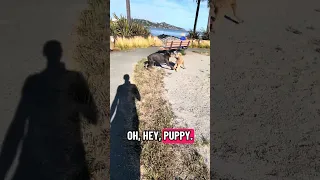 New friend!! .. #fyp #dream #doberman #pets #youtube