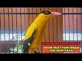 Download Lagu Kepodang emas gacor KICAUAN BURUNG KEPODANG GACOR buat PANCINGAN DAN MASTERAN KEPODANG