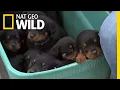 Puppy Triple Threat The Incredible Dr Pol