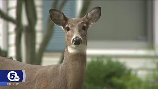 Deer keep their schedule despite our time change and here s why that matters