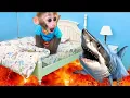 Download Lagu monkey baby bon bon goes shark fishing and eat watermelon