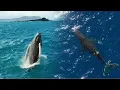 Download Lagu Humpback Whales Breaching in Hawaii - 4k