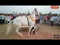 Download Lagu परफ्यूम लगाव चुन्नी पर डांस करना अब घोड़ी को भी डांस पसंद है |dancing hourse |Dancing Animals 0001