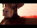 I BURPED Natural Balance L I T Sweet Potato Venison Formula Dog Treats